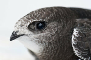 O andorinhão-preto é a ave do ano de 2021