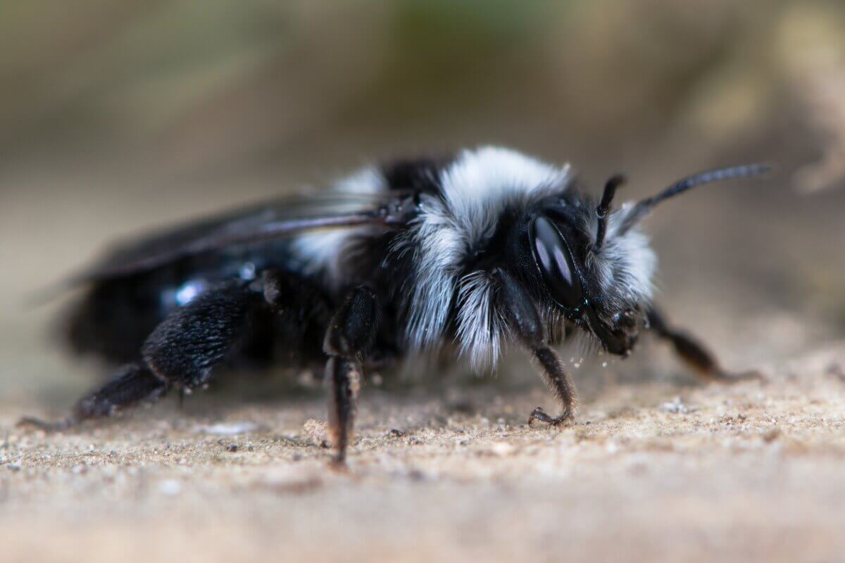 Uma abelha da família Andrenidae.