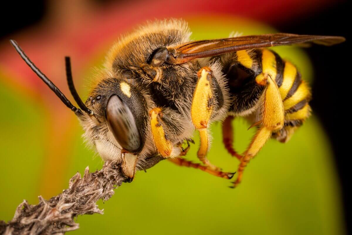 Outro tipo de abelha.