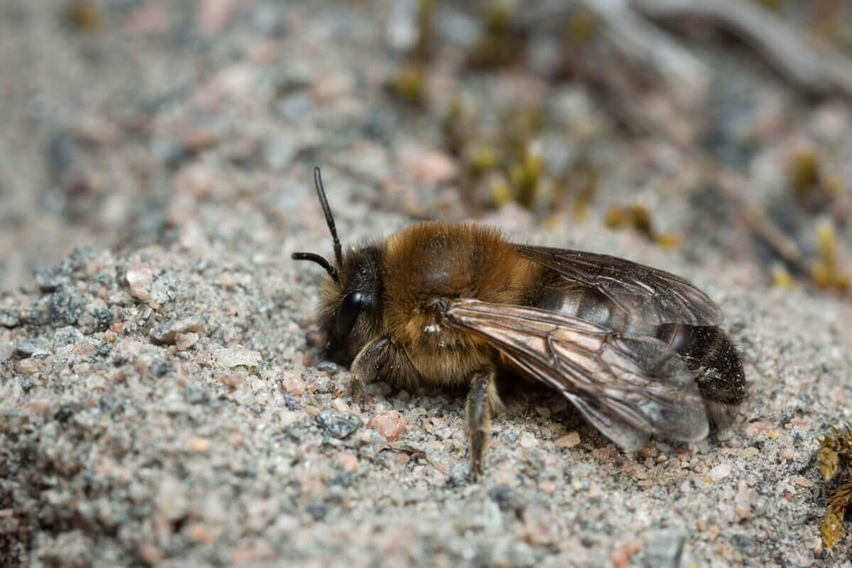 Uma espécie de abelha na pedra.