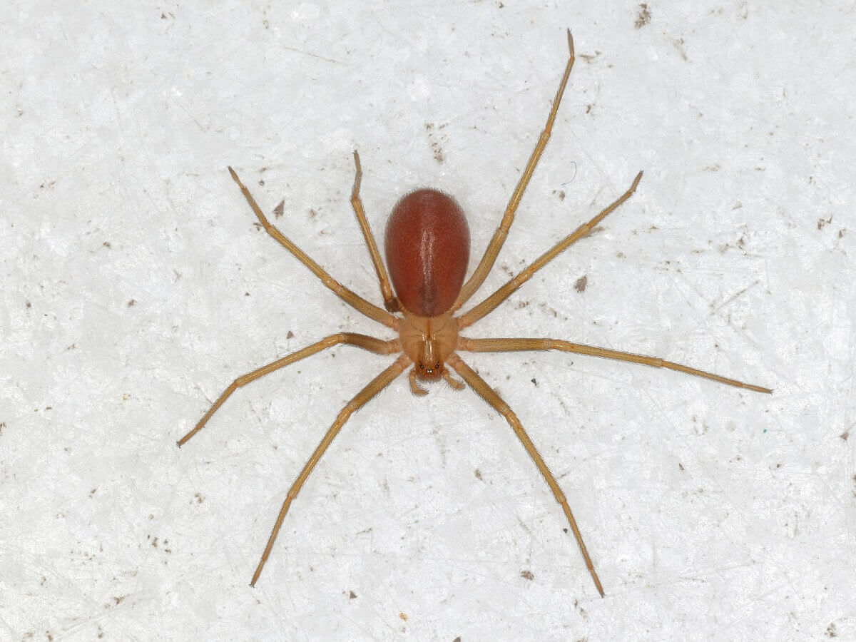 As aranhas-marrons: habitat e características - Jardim Animal