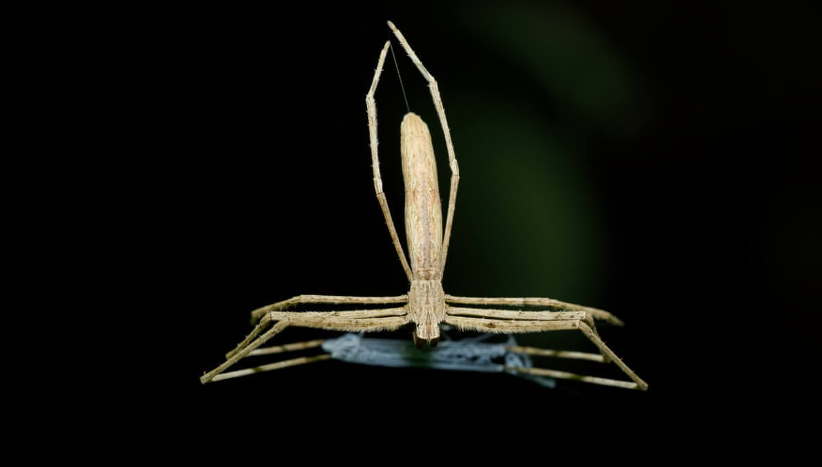 Olhos grandes: aranhas da família Deinopidae 