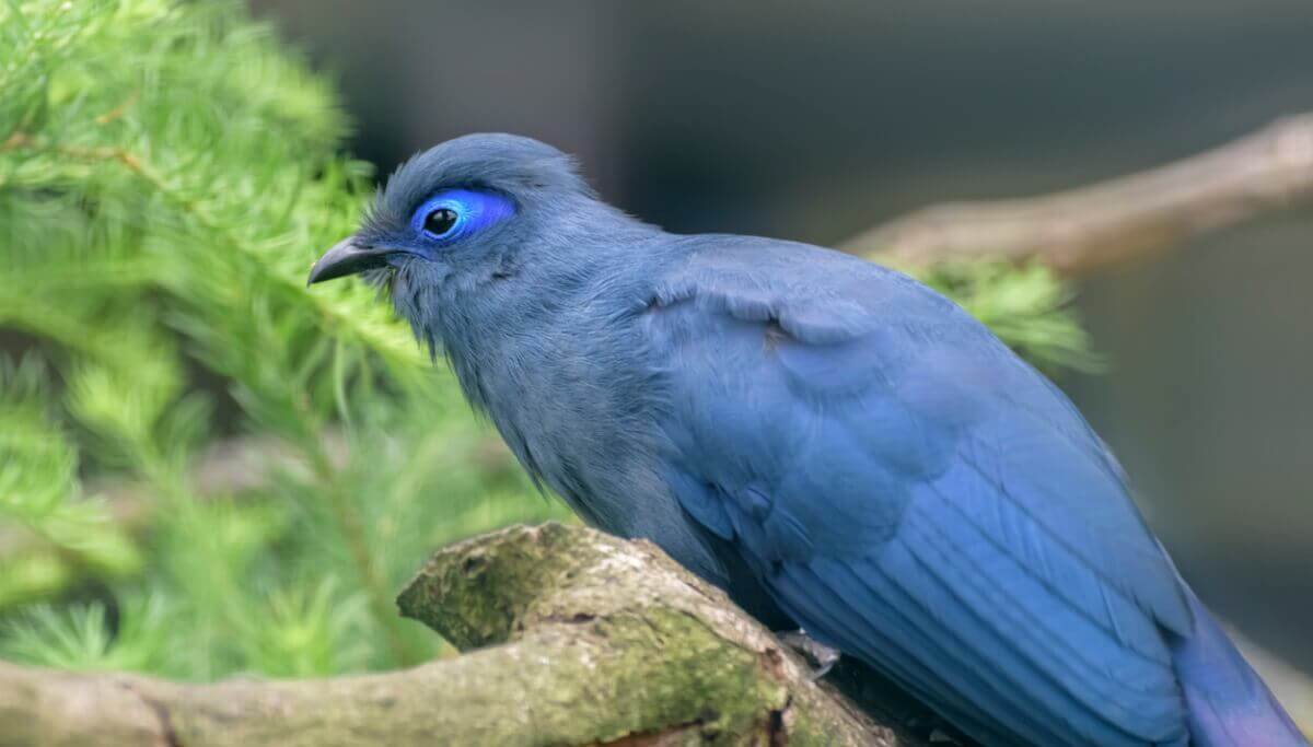 Um dos animais mais bonitos de Madagascar.