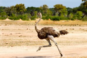 O avestruz enterra a cabeça no chão? Verdade ou mito