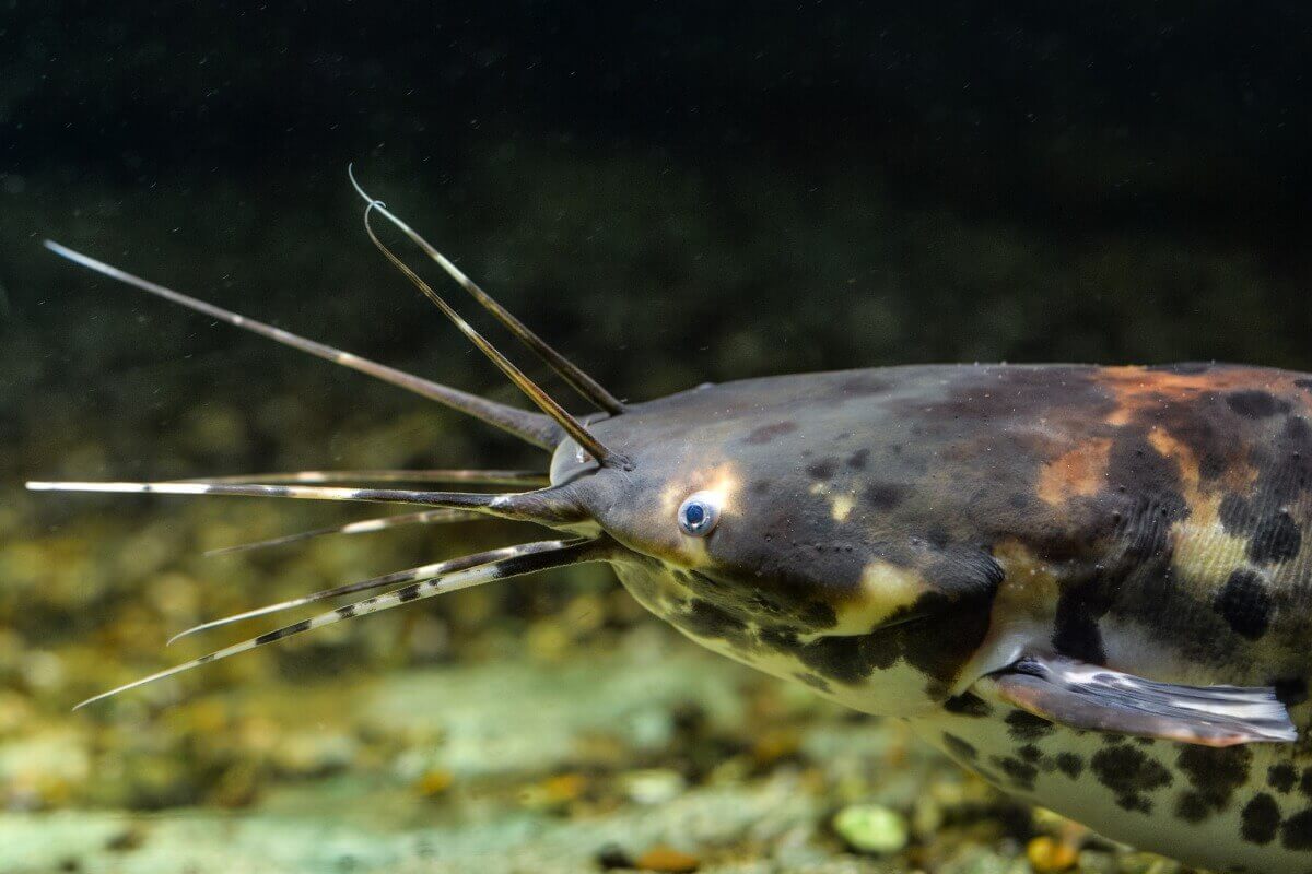 O rosto de um bagre.