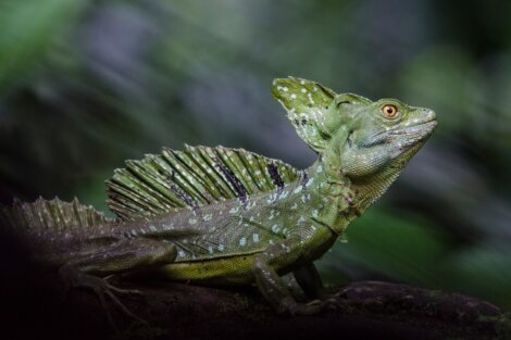 Existem vários lagartos venenosos.
