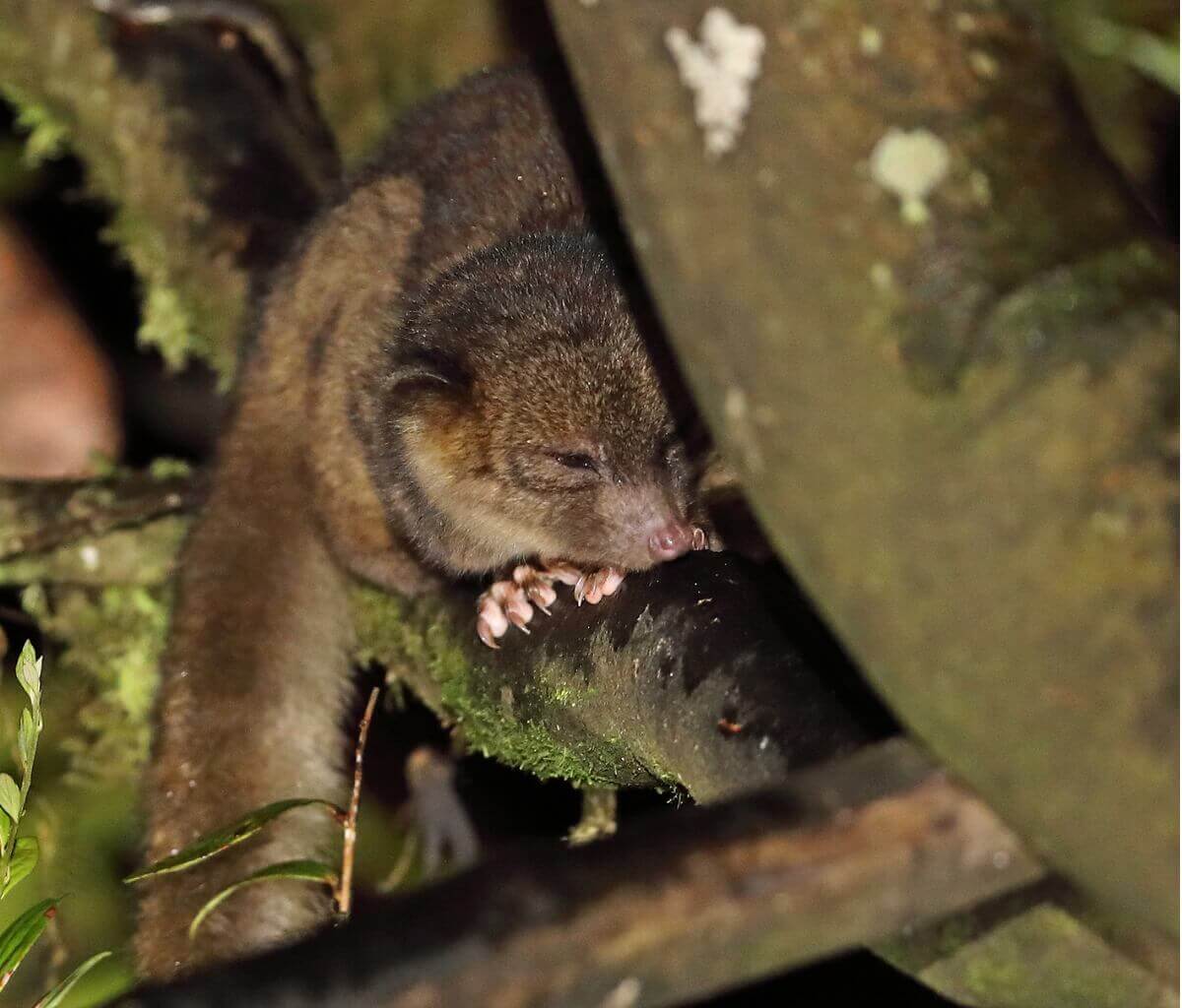 Outro dos animais que parece um guaxinim.