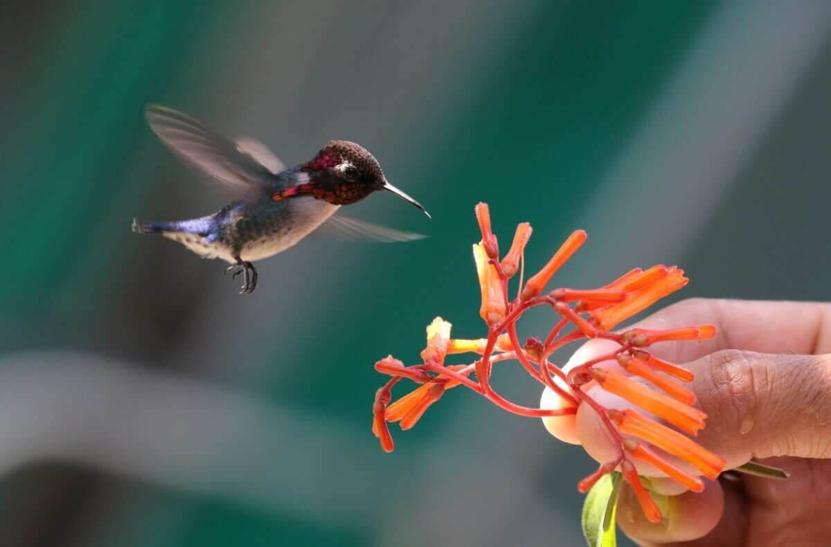 Por que as aves voam?