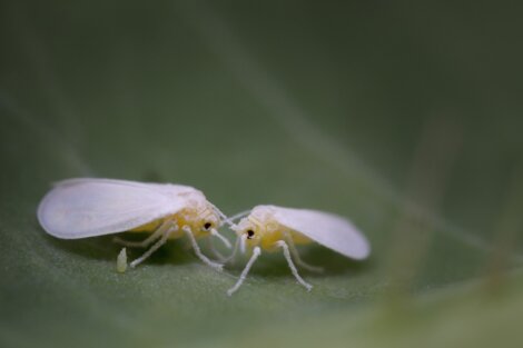Uma mosca branca em uma folha. Um dos animais que atacam as plantações agrícolas.