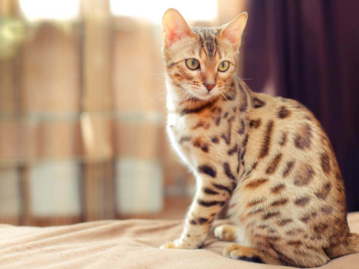 Um gato híbrido posando.