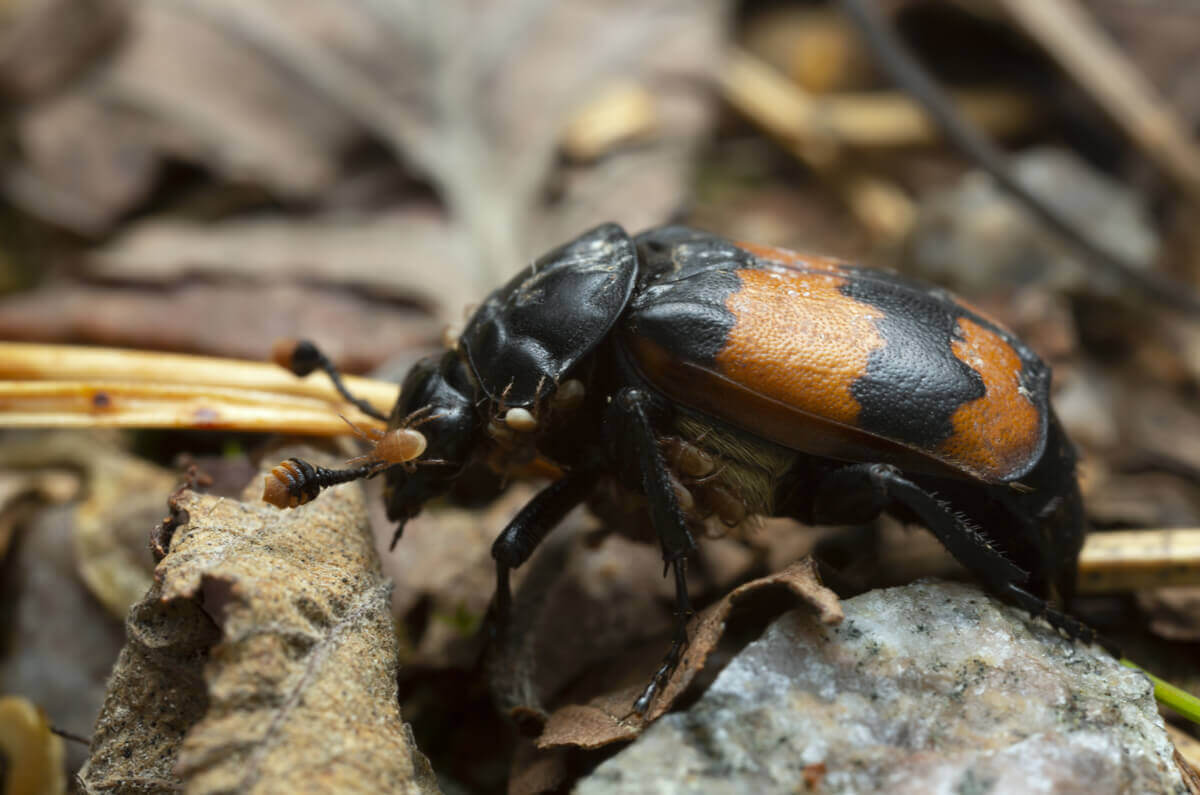 Type Inseto 10 tipos de insetos e suas características - Meus Animais