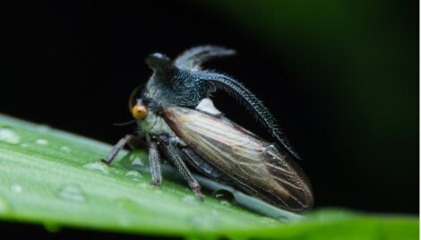 Um dos insetos mais raros do mundo.
