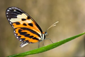 As borboletas podem mudar a cor de suas asas?