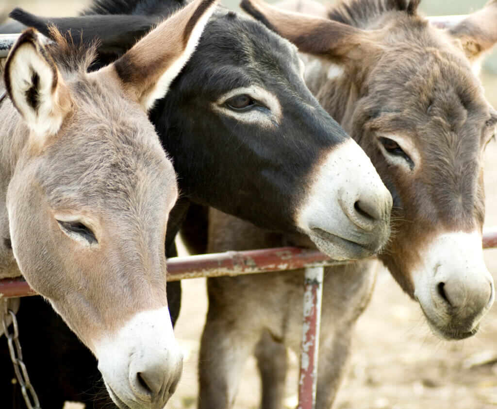 Burrolândia: um refúgio para burros maltratados