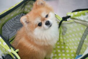 Creches para cães: vantagens e desvantagens