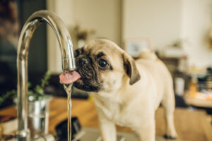 7 dicas para refrescar seu cachorro
