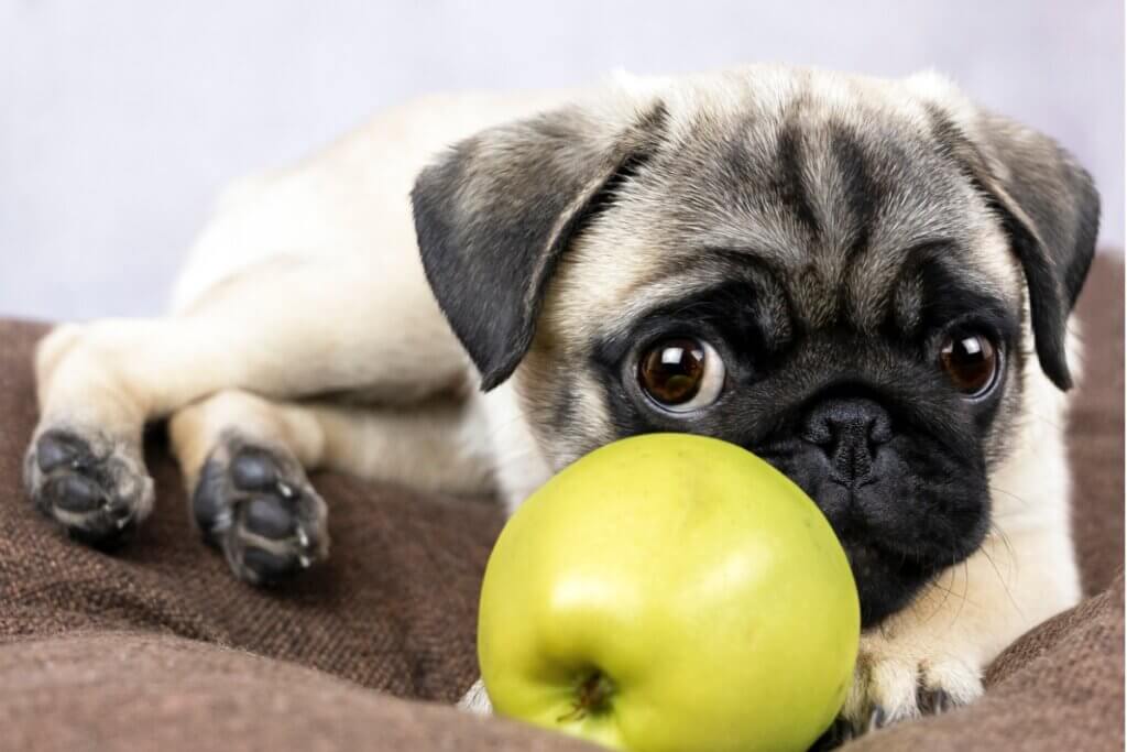 Os cães podem comer maçãs?