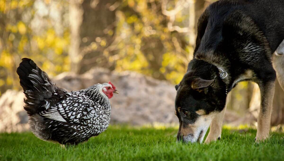 Um cachorro e uma galinha se olham.