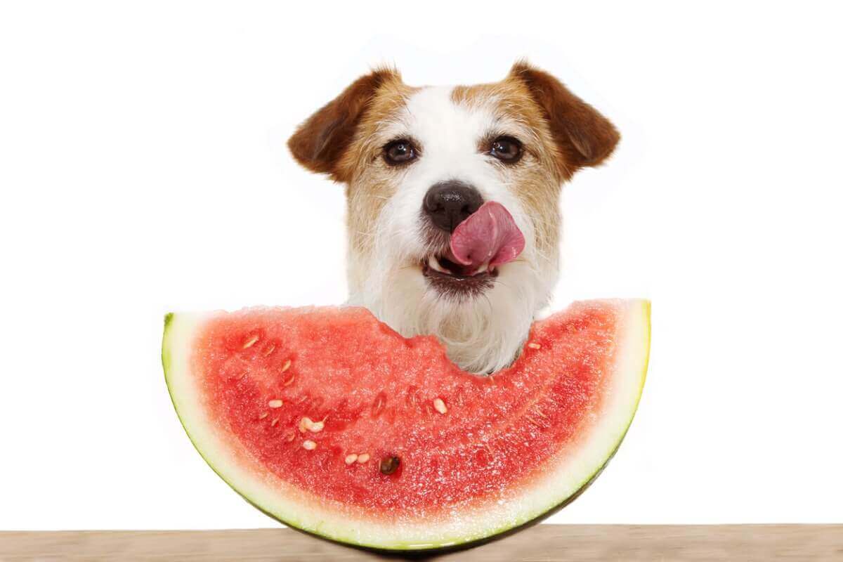 Os cães podem comer melancia?
