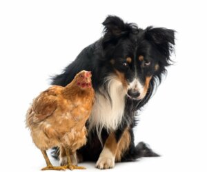 Por que meu cachorro ataca as galinhas e como evitar?
