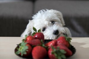 Os cães podem comer morangos?