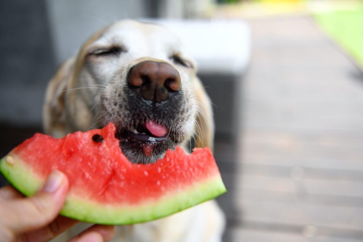 Um cachorro apreciando um pedaço de melancia.