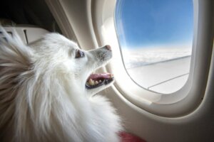 Quais raças de cães não podem viajar de avião?