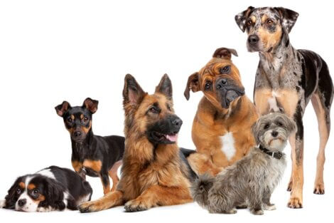 A origem dos cães é muito antiga.