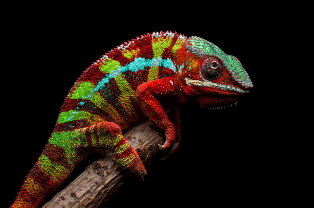 9 animais de Madagascar