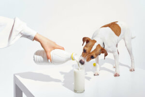 Os cães podem beber leite?