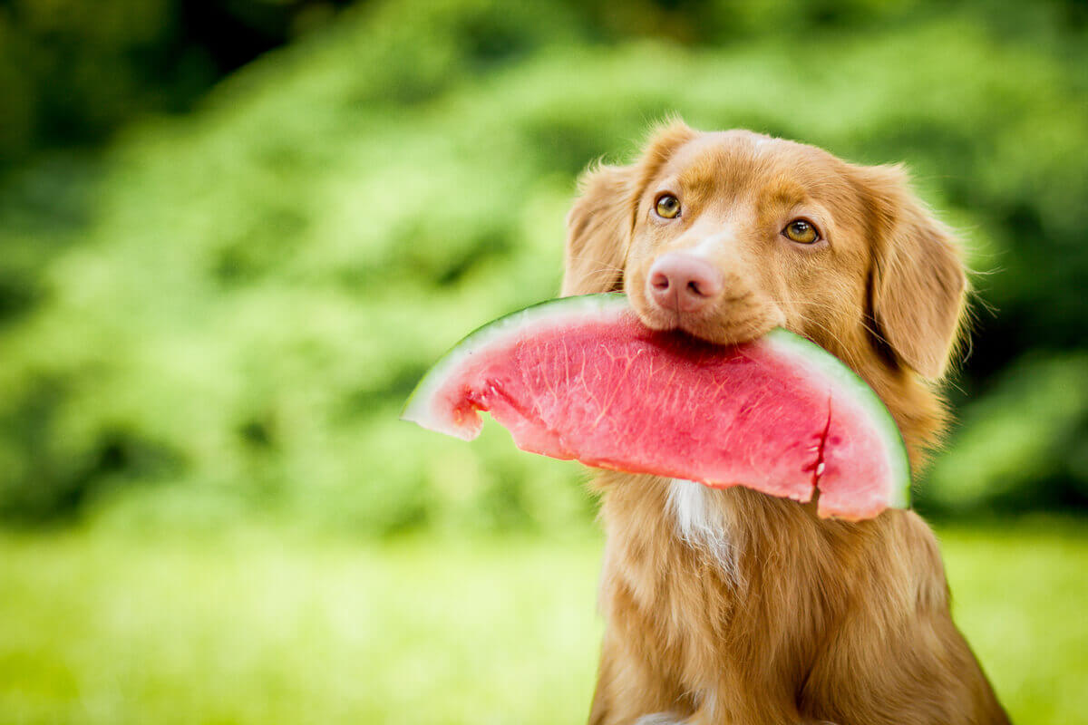 Um cachorro comendo melancia.