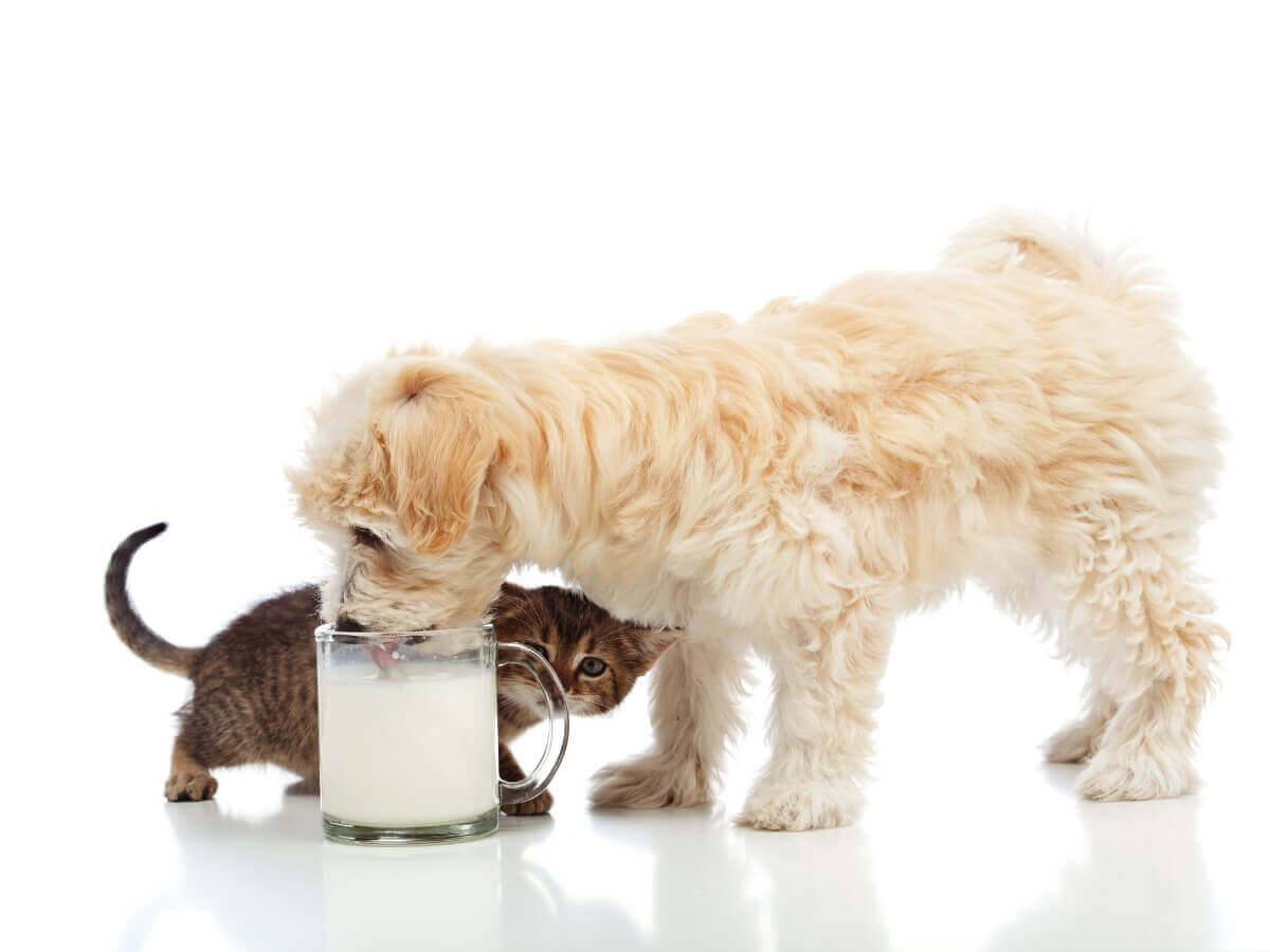 Um cachorro pode beber leite?