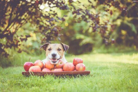 Um cachorro feliz que está comendo maçãs.