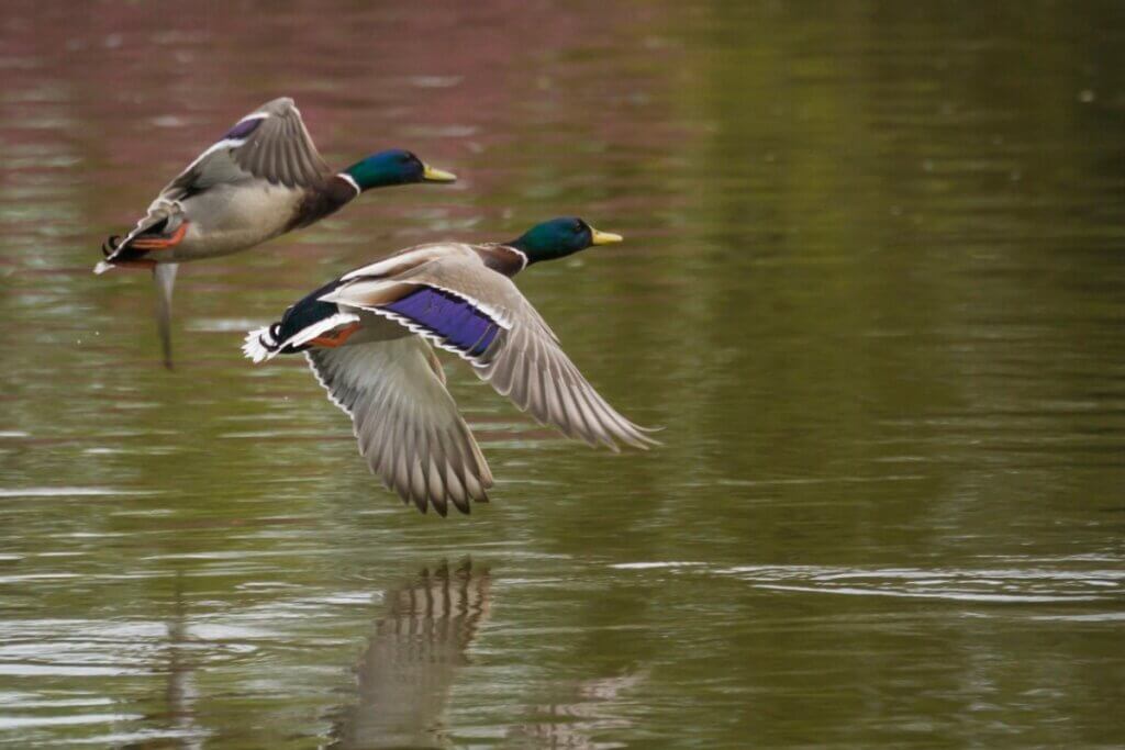 5 diferenças entre patos e gansos