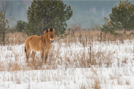 Um cavalo de Chernobyl olha para a câmera.