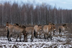 Os cavalos de Chernobyl: como eles sobrevivem?