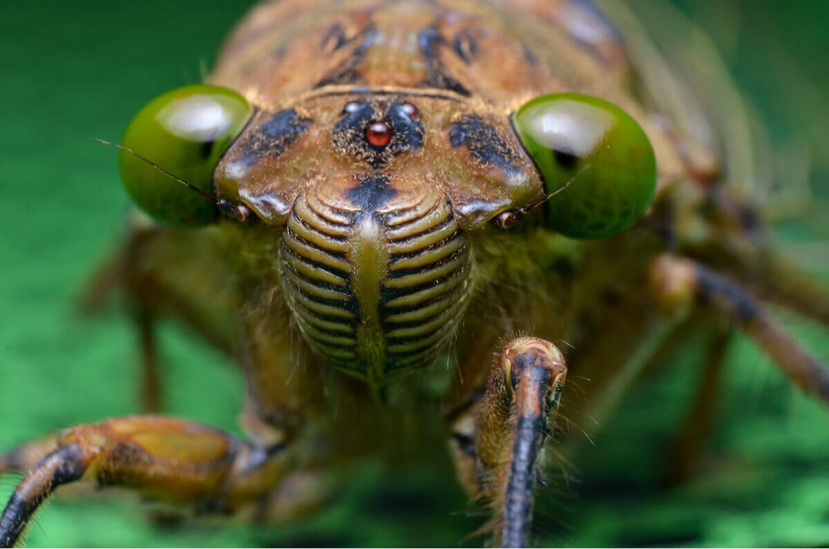 Ordem Hemiptera: tipos de insetos.