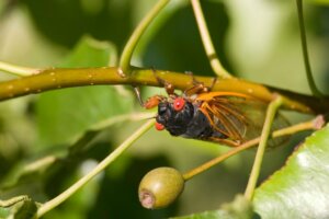 Cigarras: habitat e características