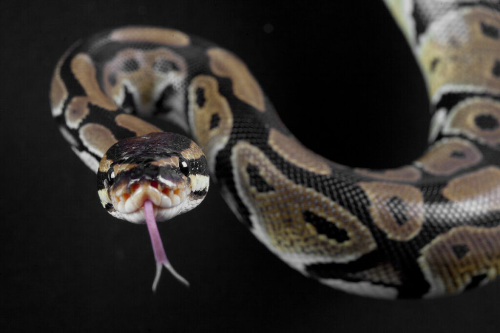 O comportamento das cobras