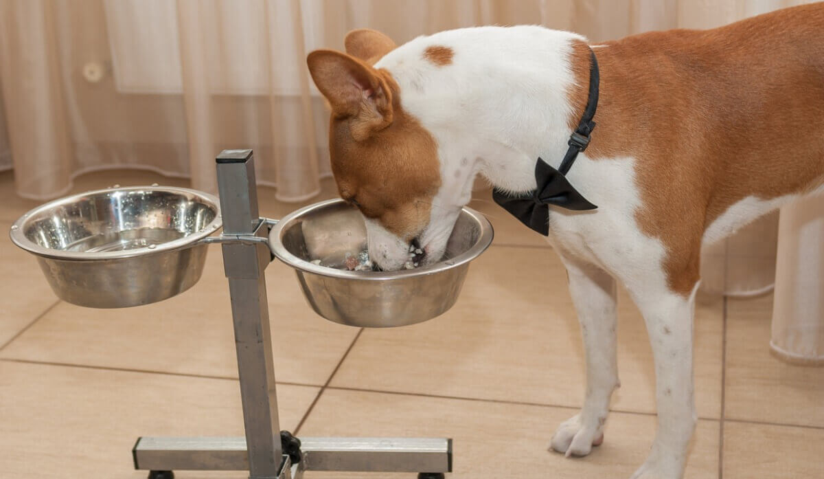 Um cachorro come uma tigela de arroz.