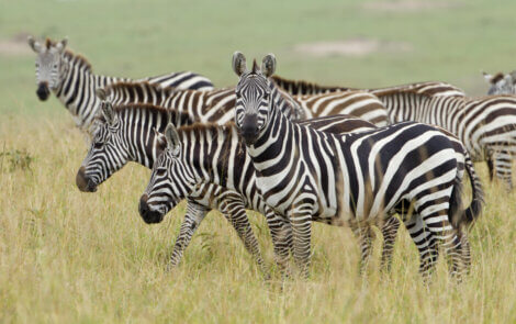 Uma zebra olhando para a câmera.