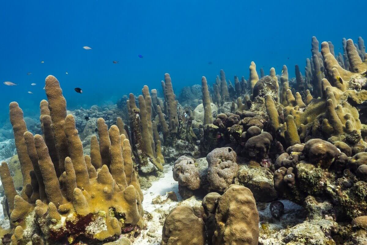 Um tipo de coral em forma de pilar.