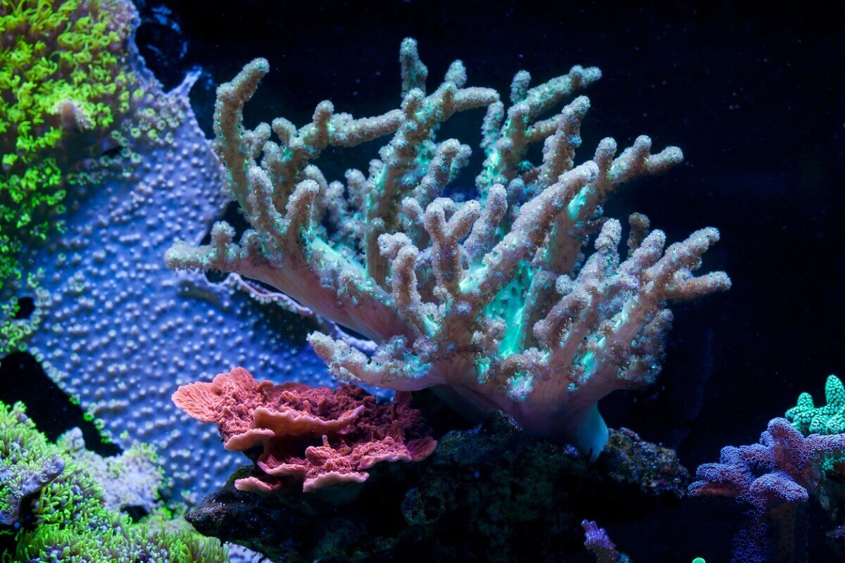Um exemplo de coral mole.