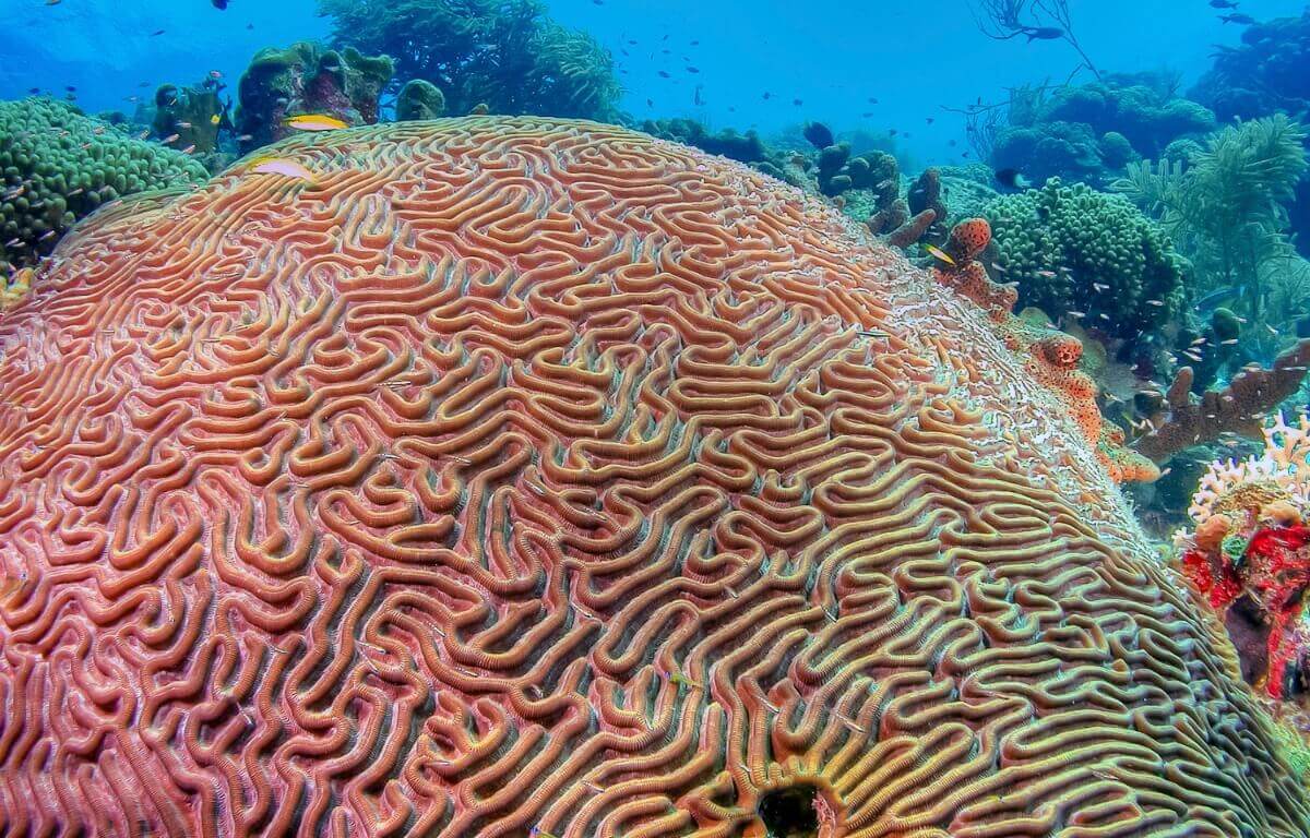 Um dos tipos de corais.