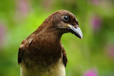 Um dos animais que atacam as plantações agrícolas.