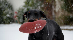 7 brinquedos não recomendados para cães