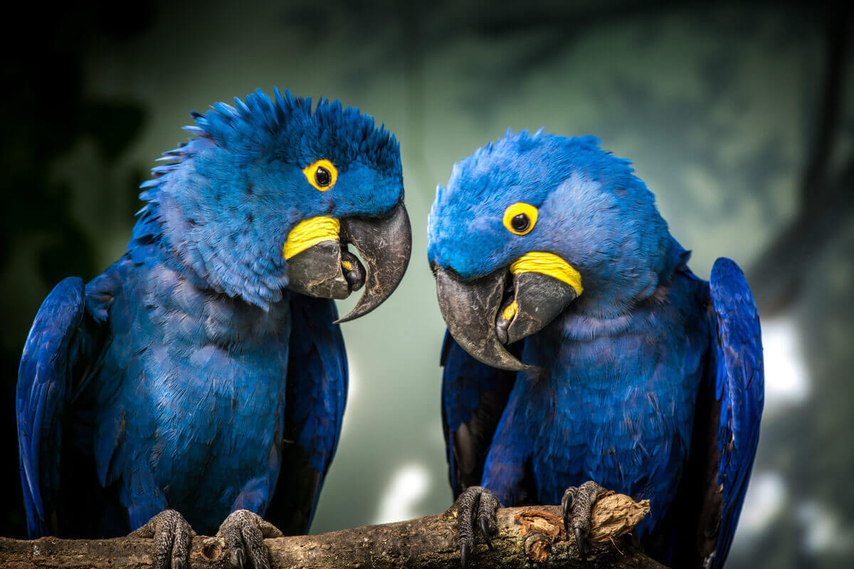 Arara-azul-grande: habitat e características - Jardim Animal