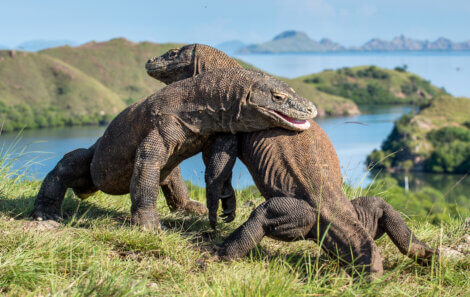 Dragões-de-komodo lutando.