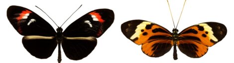 Algumas borboletas com cores diferentes.