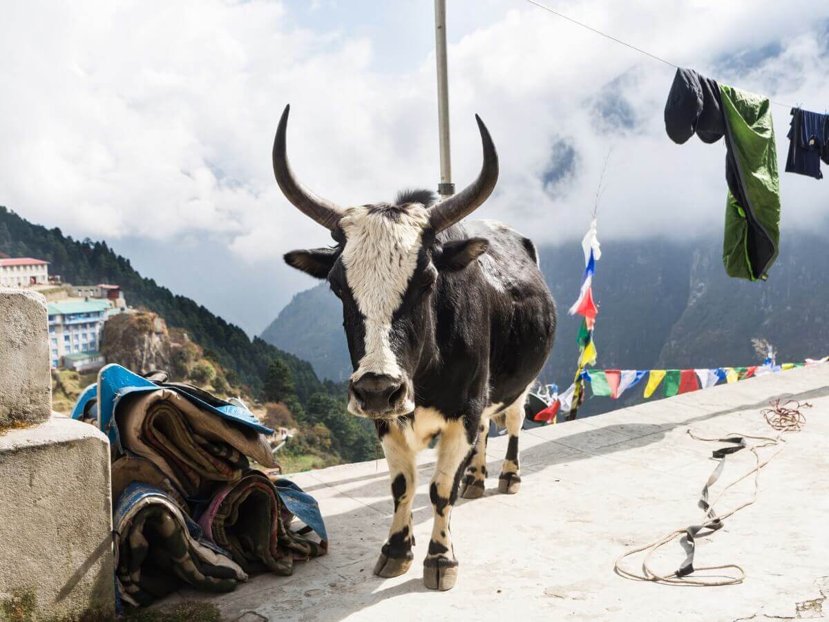 O dzo é um dos animais híbridos.